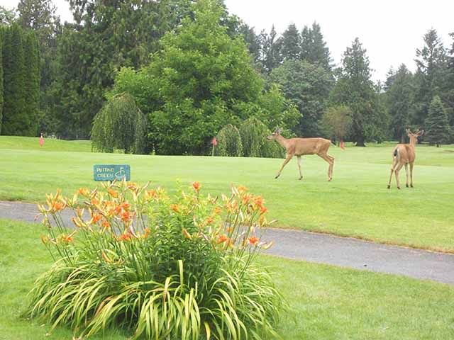 two deer on golf course